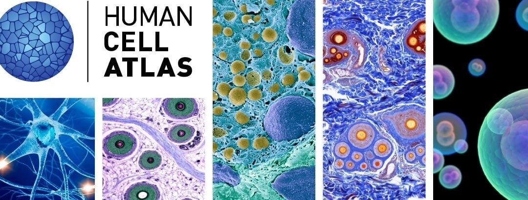 Single Cell; Nuevo Atlas De Células Humanas